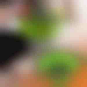 Silikonová miska (2 ks) | FOLDRAIN