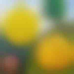 6-Pack závěsných pastí na mouchy | BUGIORB