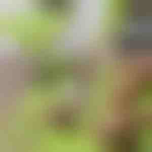 Prkénko na krájení bez nepořádku s odnímatelnou nádobou 2 v 1| CHOPPINATA