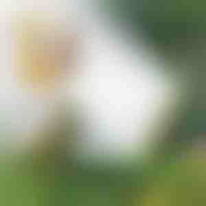 Vícehlavý hadicový zavlažovač | SPRAYMASTER